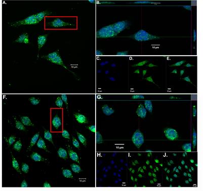 Transcriptome Analyses in BV2 Microglial Cells Following Treatment With Amino-Terminal Fragments of Apolipoprotein E